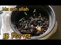 নাগা মরিচের বীজ থেকে চারা কোন মাসে করবেন.5 থেকে 6দিনের ভিতরে চারা কিভাবে করবেন