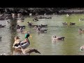 Mallards Up Front | Wigeons In The Back #animallover #wildlife