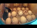 How to make an incubator at home and hatch chickens | كيف تصنع حاضنة في المنزل وتفقس الدجاج