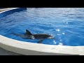 Marineland Dolphin Adventure Full Tour 2024