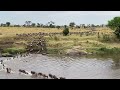 Famous crossing of the great migration | Rare animal encounters