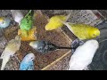 Love Birds Eating Sweet Corn! 🌽🐦 | My Pets My Garden