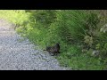 A pair of Northern Bobwhite  part 2