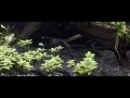 Feeding Time - Corydoras Schultzei Black