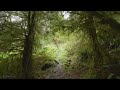 4K Virtual Hike Near River through the Forest - Baker River Trail & Chain Lake Trail