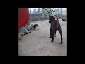 🤣😍 You Laugh You Lose Dogs And Cats 😂😍 Best Funny Animal Videos 2024 #16