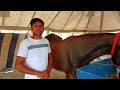 साचोर से रमेश जी लाएं बढ़िया दाम में 5 मारवाड़ी घोड़े घोड़ी बिकाऊ। Balotra Mela 2024।
