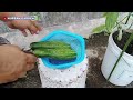 Tips for growing cucumbers using used plastic containers at home