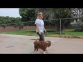 Stop Your Dog from Pulling on the Leash -  Loose Leash Walking