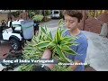 Finding FREE Tropical Plants in the Trash! The Plant Pirates Episode #91