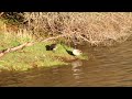 Canadian ￼Geese At Waterloo