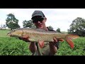 BARBEL FISHING ROLLING MEAT