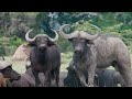 8K ANIMAL EXCELLENCE- 8K ULTRA HD 60FPS | with cinematic music and nature sounds (color dynamic)