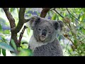 Koala bear rhapsody