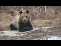 겁없는개 vs 귀찮은곰