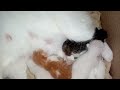 Save the abandoned kittens calling out for their mom