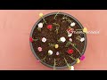 How to grow Table rose/Potting mix, watering, fertilizer, care / Garden beginners friendly plants