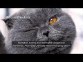 Inilah 7 Alasan Bangkai Kucing Jarang Ditemukan, Nomor 5 Bikin Sedih! 😭😭