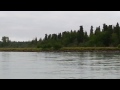 Kenai River brown bear.