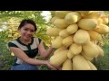 WOW! Amazing Agriculture Technology - Papaya