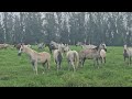 Wild horses in Brazil: When Horses Choose