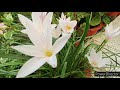 Rain Lily not flowering ??No worries, watch this video -4 simple reasons & solutions