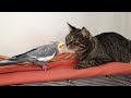 Bird and cat