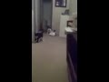 Funny Cat videos