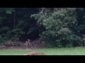 Deer playing