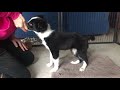 Training a 9 week old Border collie puppy basic obedience