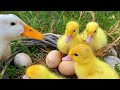 Best mix of funny ducklings, ducks, pig