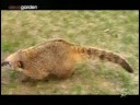 El Coati 2