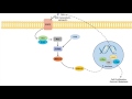 Ras Raf MEK ERK Signaling Pathway - Overview, Regulation and Role in Pathology