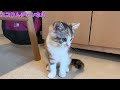 【猫動画】ツンデレ本領発揮！！りんは今日もメッチャ元気！！