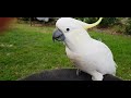The funny cockatoo bird opened the rubbish bin. The wild parrot often visits and has his name “Bin”.