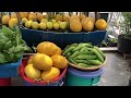 How to Grow Cucumbers with Many Fruits (plant in pots on the terrace)