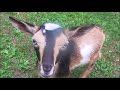 3 baby pygmy goats see their new home for the first time!