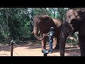 Elephant Blowing it's Nose