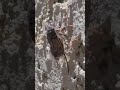 Cicadas up close with sound