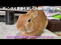 The rabbit is furious and barks while threatening the owner (No.237)