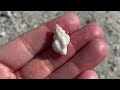 A shell tour on a deserted island. Hunting beach treasures on a beautiful Florida island.