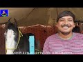 बिकाऊ घोड़े - पार्ट 32 Balotra Horse Market 2024 Tilwada Pashu Mela Horse Sale Price Video