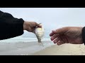 Surf Perch Fishing Using Premier Bait and Caught…