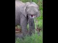 The Best Compilation Animal Video Of 2023 | Funny Animal Videos #74