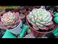 Succulent Cleaning & Maintenance | VLOG #76 Succulent & Coffee w Liz