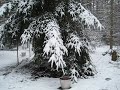 Snow in the douglas fir trees which my dogs helped me to plant.