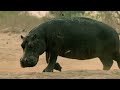 Lion Hunts Baby Hippo in Front of Its Mother