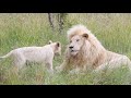 Lions: Pride or Die