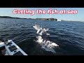 Cod Fishing out of Twillingate July 2024