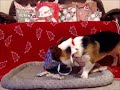 Archie the Corgi Opens His Presents